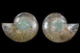 Cut & Polished Ammonite Fossil - Crystal Chambers #88205-1